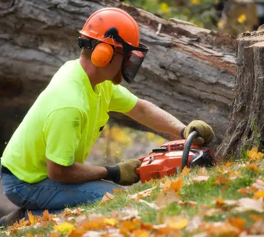 tree services South Monroe